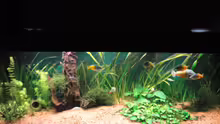 Aquarium Becken 13041