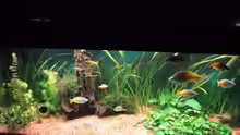 Aquarium Becken 13041