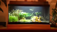 Aquarium Becken 13042
