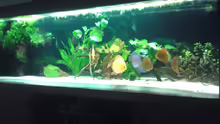 Aquarium Becken 13066