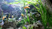 Aquarium Becken 13084