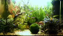 Aquarium Becken 13094