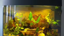 Aquarium Becken 13134