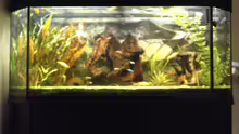 Aquarium Becken 1316