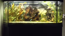 Aquarium Becken 1316