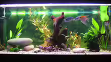 Aquarium Becken 13278