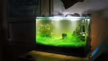 Aquarium Becken 13292