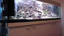 Aquarium Becken 1363