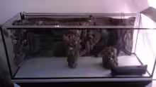 Aquarium Becken 13770