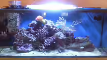 Aquarium Becken 13788