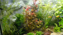 Aquarium Becken 1387