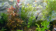 Aquarium Becken 1387