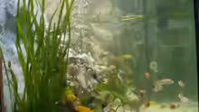 Aquarium Becken 1388