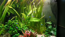 Aquarium Becken 13906 Nur noch als Beispiel!