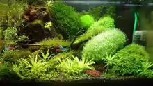 Aquarium Becken 1474