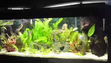 Aquarium Becken 15081