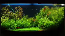 Aquarium Becken 1627