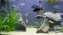 Aquarium Becken 165