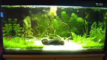 Aquarium Becken 16608