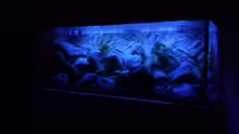 Aquarium Becken 16807
