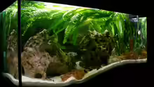 Aquarium Becken 169