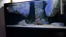 Aquarium Becken 18329