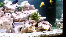 Aquarium Becken 187