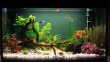 Aquarium Becken 19010