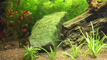 Aquarium Becken 19076