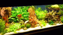 Aquarium Becken 19239