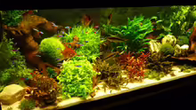 Aquarium Becken 19239