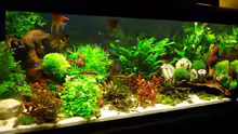 Aquarium Becken 19239