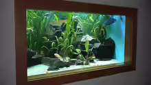 Aquarium Becken 2075