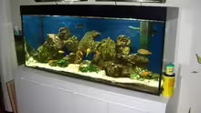 Aquarium Becken 2085