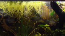 Aquarium Becken 22157