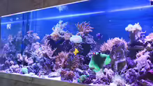 Aquarium Becken 22344