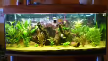 Aquarium Becken 22387