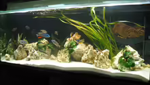 Aquarium Becken 242