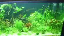 Aquarium Becken 25448
