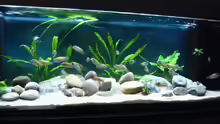 Aquarium Becken 26227