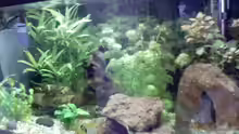 Aquarium Becken 2628
