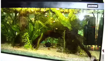 Aquarium Becken 2761