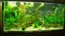 Aquarium Becken 2767