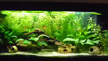 Aquarium Becken 27826 (Nur noch als Beispiel)