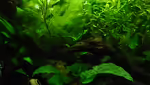 Aquarium Becken 27826 (Nur noch als Beispiel)