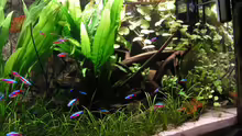 Aquarium Becken 2813
