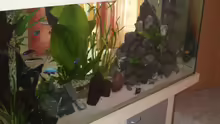 Aquarium Becken 2903