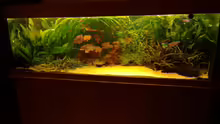 Aquarium Becken 29347