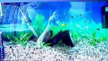 Aquarium Becken 2968