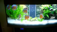 Aquarium Becken 3074 - Alex Diskus Aquarium